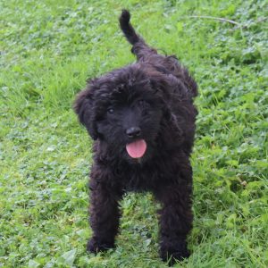 Finley (female)