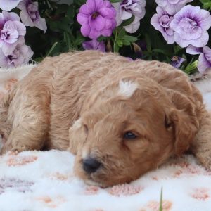 Charlie (male)