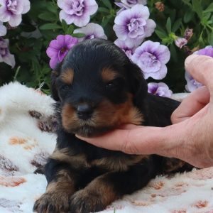 Chuck (male)