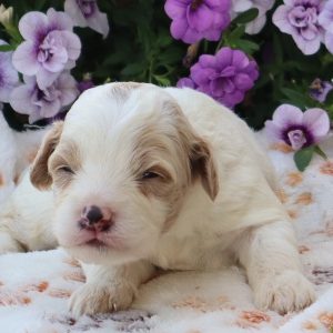 Chester (male)