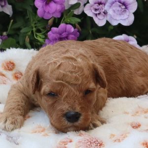 Champ (male)