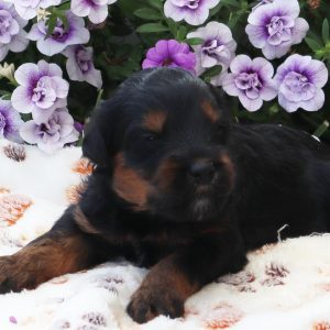 Chase (male)