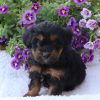 Chase (male)