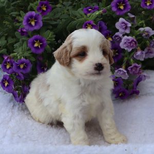 Chester (male)