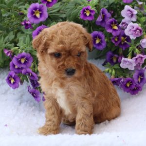 Champ (male)