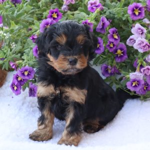 Chuck (male)
