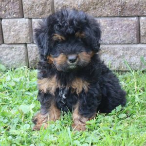 Chase (male)