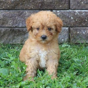 Champ (male)