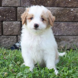 Chester (male)