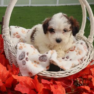 Lucy (female)