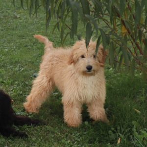 Fritzy (male)