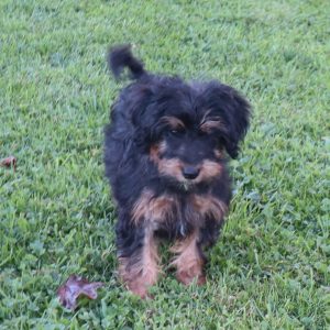 Chase (male)