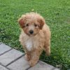 Champ (male)
