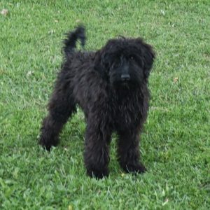 Finley (female)